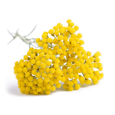 hélichryse italienne